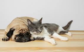 When you follow pet clinic, you'll get access to exclusive messages from the artist and comments from fans. Toledo Blade Animal Clinic North Port Fl Home