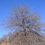 Profile Picture of Quercus marilandica - Wikipediaon Google