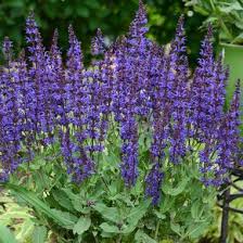 Spring until frost bloom color: Salvia Nemorosa Violet Riot Color Spires Violet Riot Salvia From Midwest Groundcovers