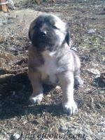 Denizli De Satilik Kangal