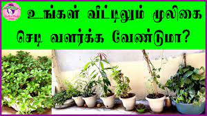 Check spelling or type a new query. Home Garden Ideas In Tamil Easy Herbal Home Garden Health And Beauty Corner Youtube