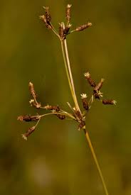 Image result for Fimbristylis miliacea
