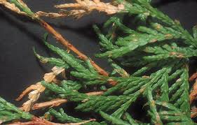 Image result for didymascella thujina