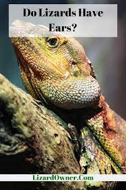 Do Lizards Have Ears Lizard Lizard Species Ear