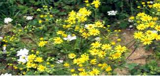 Image result for Senecio polyanthemoides