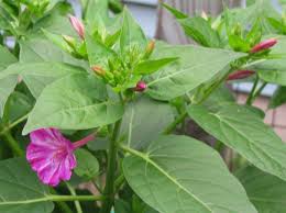 We did not find results for: As Promised Four O Clocks Cosmos And Cleome