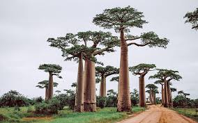 Madagascar is an island country of africa. Madagascar Travel Restrictions Covid Tests Quarantine Requirements Wego Travel Blog
