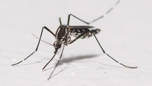 Google aims to release 64 million “good" mosquitoes in California and Florida