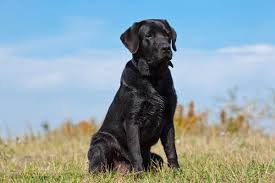 This means that, on average, a healthy black lab will live around 10 to 12 years. Do Black Labs Make The Best Hunters K9 Web