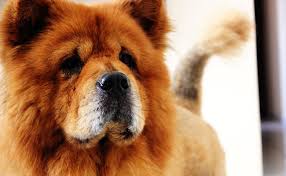 Découvrez notre sélection des plus belles races de chien au monde, du petit gabarit au grand chien athlétique il y en a pour tous les goûts. Top 10 Des Plus Beaux Chiens Du Monde