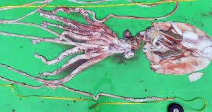 Giant squid, along with their cousin, the colossal squid, have the largest eyes in the animal kingdom, measuring some 10 inches in diameter. 19ft Giant Squid Caught In Irish Waters