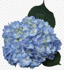 The green hydra bouquet's vivid green appearance compliments a white wedding dress perfectly. Hydrangea Cut Flowers Blue Green Png 1000x1094px Hydrangea Annual Plant Blue Bluegreen Color Download Free