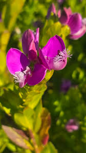 Image result for Polygala