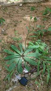 Image result for Elephantopus scaber