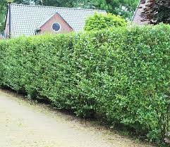Liguster ist eine beliebte heckenpflanze. Wann Liguster Pflanzen Heckenpflantzentotal