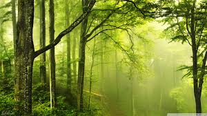 25 Hd Green Forest Wallpapers On Wallpapersafari , forest waterfall wallpaper rivers nature wallpapers in jpg format 1920×1080. 25 hd green forest wallpapers on