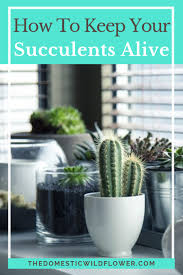 How to tell if a cactus is getting too much water? 7 Tips For Healthy Succulents