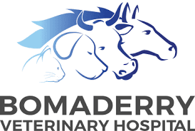 Puppy Preschool Bomaderry Vet
