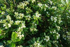 Image result for Pittosporum