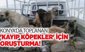 Konya Da Toplanan Kayip Kopekler Icin Sorusturma Konya Yenigun Gazetesi Mobil