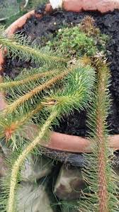 Image result for Huperzia saururus