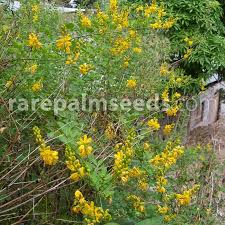 Image result for Senna floribunda