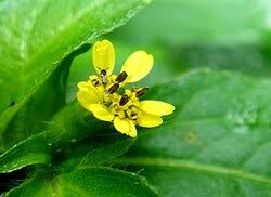 Image result for Synedrella nodiflora