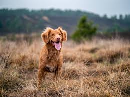 Safe & gentle dog washes from the convenience of home. Dog Friendly Bend Oregon Guide Lodging Trails Dog Parks More