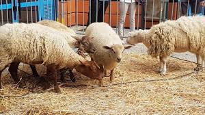 Invitation foire d automne paris 2019 gratuite. Caudry Un Salon Agricole Et Artisanal Ce Week End A La Base De Loisirs