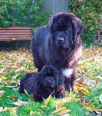 Maybe you would like to learn more about one of these? Newfoundland Puppies Homepage