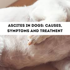 However, having said this it is more common for the signs and symptoms of the disease are quite difficult to detect mainly because they are fairly indistinct. The Causes Of Ascites Fluid In The Abdomen In Dogs Pethelpful