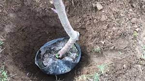 Don yoksa her türlü fidan dikilir. Tuplu Meyve Fidani Dikimi Youtube