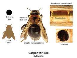 Sometimes using abandoned rodent burrows and areas beneath paved patios, compost piles, wood piles, and even in very long grass. Yes Carpenter Bees Can Nest Again In Your Deck Colonial Pest Control