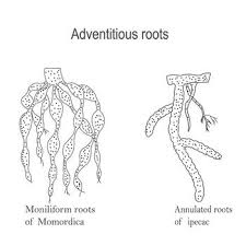 Image result for Momordica repens