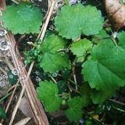 Image result for Sida javensis