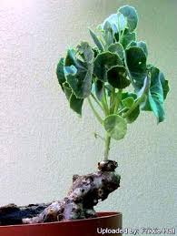 Image result for Senecio milanjianus