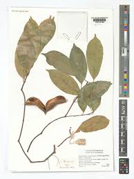 Image result for Diplorhynchus