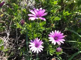 Image result for Dimorphotheca