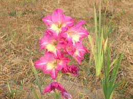 Gladiolus Dalenii Natalensis Gladiolus