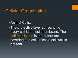 Maybe you would like to learn more about one of these? Cell Ebrate Science January Ppt Download