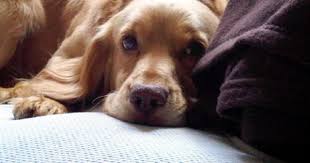 Black And White Working Cocker Spaniel Puppy Gorgeous Lemon Working Cocker Spaniel At Stud Working Cocker Cocker Spaniel Spaniel