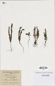 Image result for Veronica abyssinica