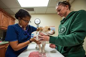 Family pet care is dedicated to serving pets and pet owners of the north alabama area including athens, madison, harvest, toney, capshaw, limestone county, madison county, decatur, ardmore, ardmore, tennessee and the surrounding areas. Vet Clinic Provides Care For Mwds Family Pets Nellis Air Force Base News