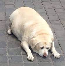 Me This Valentine S Day Sad Fat And Lying On Floor 9gag Ben chang ► composed by: day sad fat and lying on floor 9gag