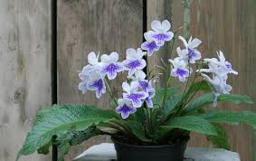 Image result for Streptocarpus erubescens