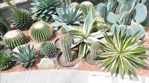 Barrel cacti grow in desert conditions. Different Kind Of Cactus In The World Youtube