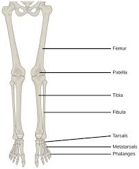 Your legs are two of your most impo. The Anatomy Of The Knee Physit