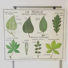 Affiche Scolaire Vintage Ancienne Affiche Scolaire Edition Rossignol De 1967 Avendre Broc Brocante Brocante School Posters French Vintage French School
