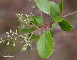 Image result for Apodytes dimidiata