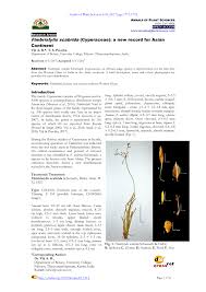 Image result for Fimbristylis scabrida
